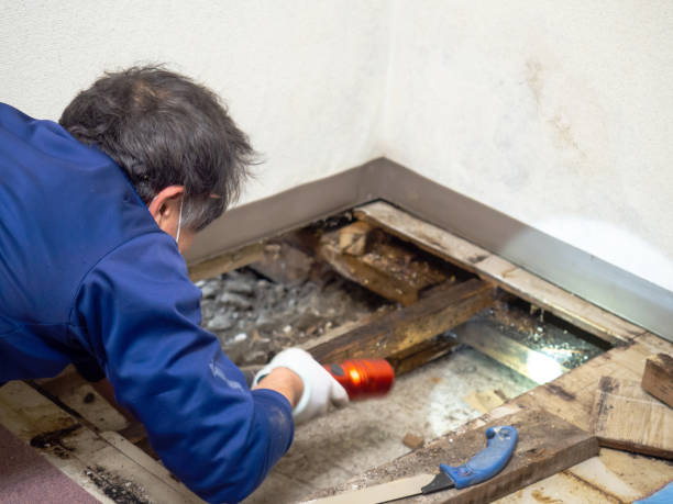 Crawl Space Mold Removal in Scenic Oaks, TX