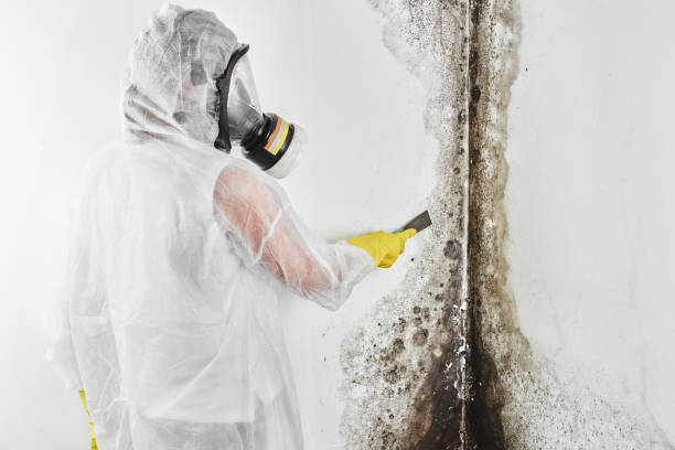 Best Fast Mold Removal  in Scenic Oaks, TX
