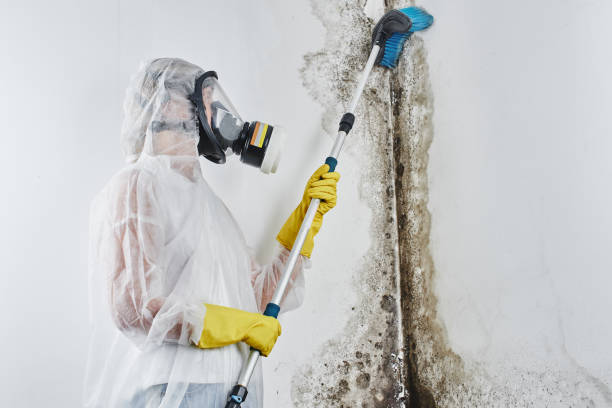 Best Mold Cleaning Services  in Scenic Oaks, TX