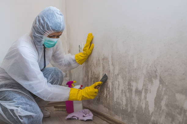 Mold Removal Process in Scenic Oaks, TX