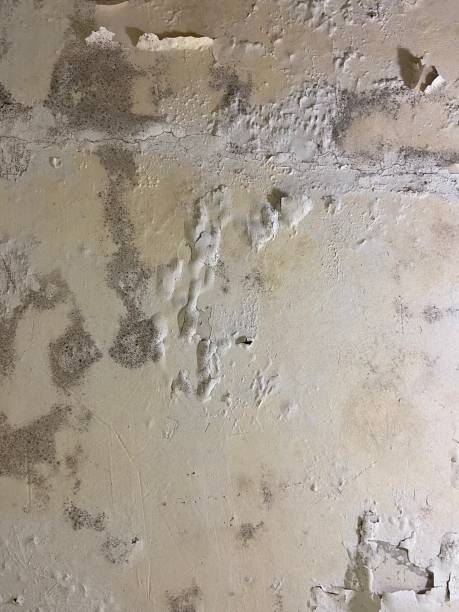 Best Best Mold Removal Companies  in Scenic Oaks, TX
