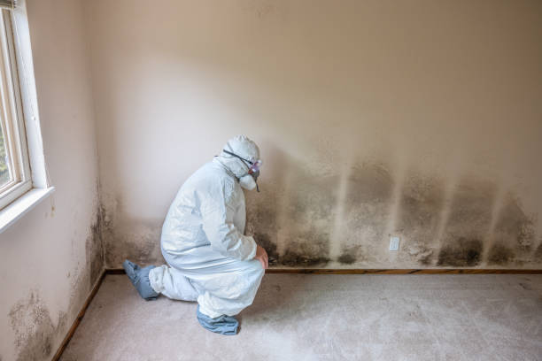 Office Mold Removal Services in Scenic Oaks, TX