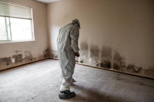 Best Mold Removal Process  in Scenic Oaks, TX